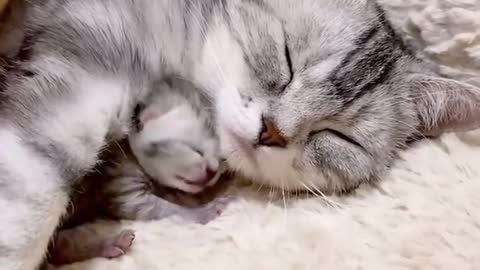 Golden Retrievers and Husky Meetin Best Friends Newborn Kitten Really Cute