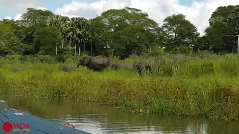 Elephant saves Baby Elephant from Crocodile (INSANE)