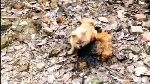 FIGHT BETWEEN DOG AND CHICKEN