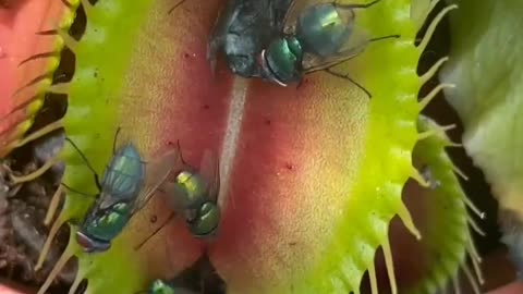 Venus fly trap - Carnivorous plant