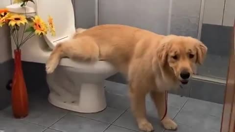 Dog doing wee-wee in funny way