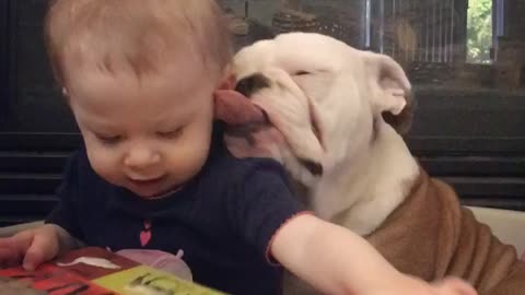 Precious bond between baby and bulldog