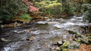 Smoky Mountains Stream