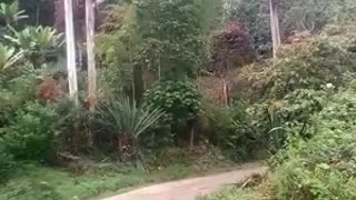 Revelan video del momento en que escapan presuntos autores de la masacre en Tacueyó, Cauca