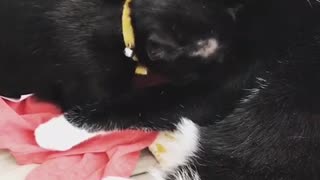 Cat licks other cat's chest