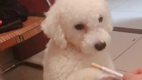 Does your dog smoke?