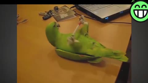 Funny videos of parrot