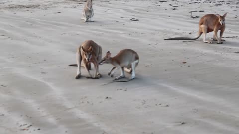 Beach Brawl: Wallabies Clash at Cape Hillsborough