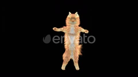 Funny cat dancing by singing a song 2022..