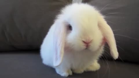 Bunny face her wash