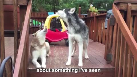 Mishka the Talking Husky is mad at cats!