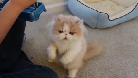 Cat Eating with chopsticks