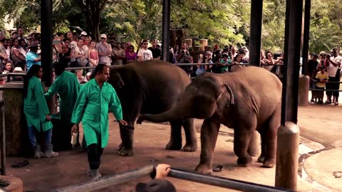 People looking at elephants feeding in Pinnawala orphanage in Sri lanka, super slow motion