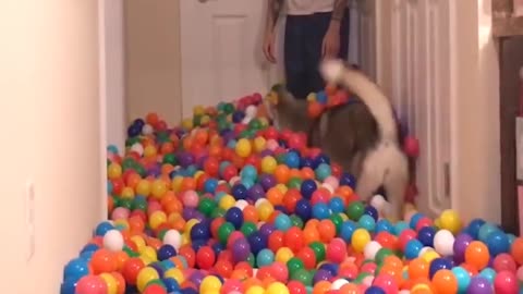 Dog In 5,400 Balls