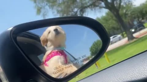 Dog in the car mirror