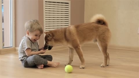 Shiba inu playing Ball through with his little owner