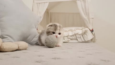 Cute kitten videos shorts legs cats.