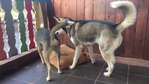 Two husky fight in slow motion