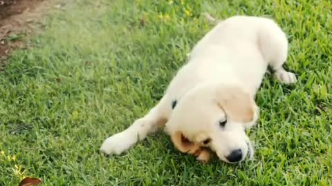 my dog ​​decided to play for real beautiful dogs playing outdoors