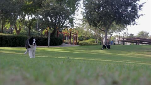 Owner Goes In Park Adventure With Dog ' dog fun time '