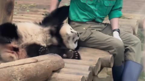 Panda and mans relationship...how panda so much love with care taker