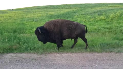 Buffalo sauntering by in Custer State Park