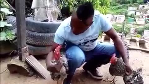 shocking... Man seperating 2 fighting cocks, still yet they refused...