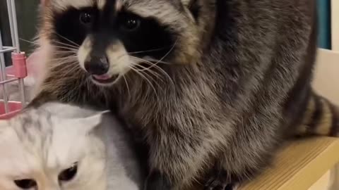 I love you #cutekitty #cuteraccoon #cutepet #cutecat #kitty #cat #raccoon #pet #kittylove