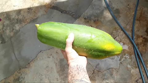 Big Papaya grown in container
