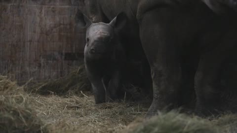 Bautizan "Kiev" a rinoceronte negro oriental en serio peligro de extinción