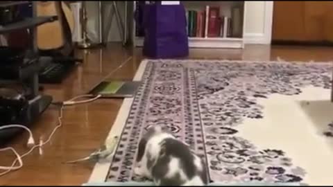 Rabbits playing Next To A Bird in The House