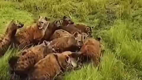 Hyenas ATTACK A LION BUT YOU WONT BELIVE WHAT HAPPENS NEXT
