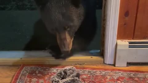 Black Bear Looks Both Ways Before Taking Snow Boot