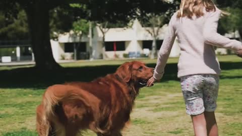 dog and cat playing with girl