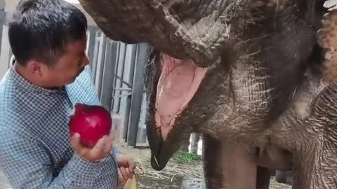 Onions are too spicy, elephants don’t like it