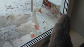 Cute Cat Plays with Geese Through Window