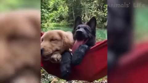 Funny | Funny videos of cats and dogs