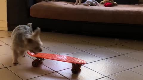 Dog super protective of his toy skateboard