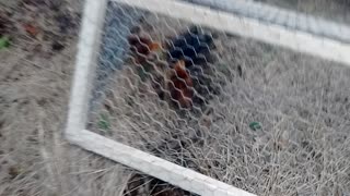 Baby Rhode island red and barred rock chickens