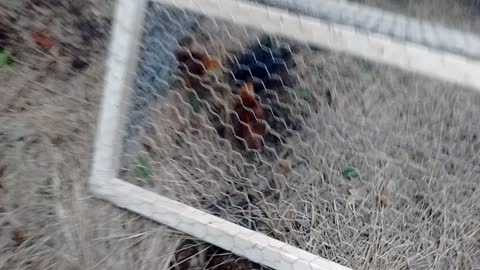 Baby Rhode island red and barred rock chickens