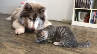 Impatient Pooch Takes Ice from Cat