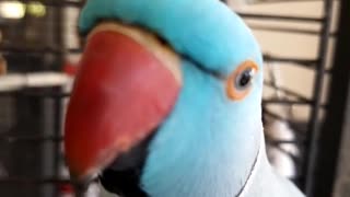 Indian Ringneck Parrot telling owner what to do