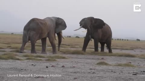 INTENSE BULL ELEPHANT FIGHT CAUGHT ON CAMERA