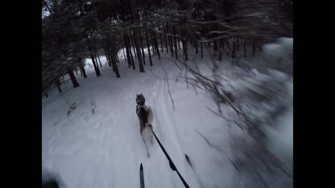 Husky Pulling Nortic Skier Fast Down Curvy Narrow Trail