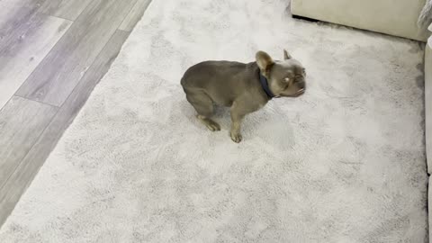 French Bulldog Wants to play