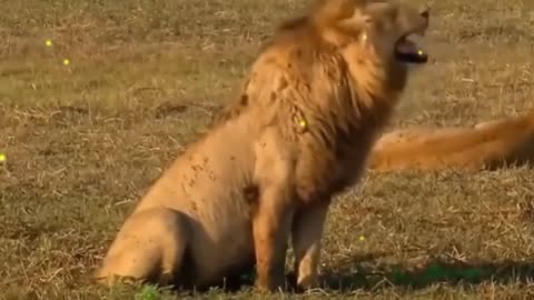 Fake Lion Prank Real Dog Super Funny - Try Not To Laugh Challenge