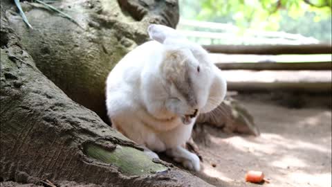 Cute white Rabbit eating