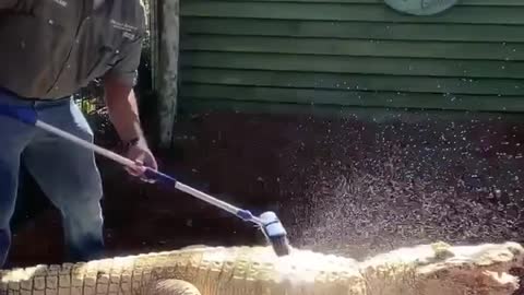 Leucistic Alligator Gets a Bath