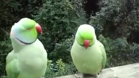 Два попугая общаются