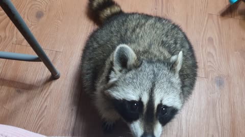 Raccoon came to me when I asked to go see my mom.